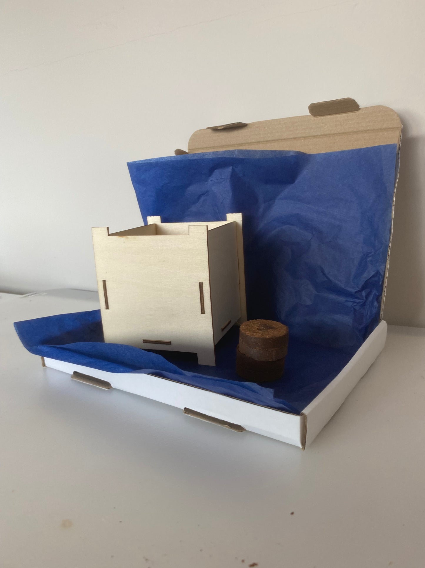 Grow Beans Kit (10 pack)