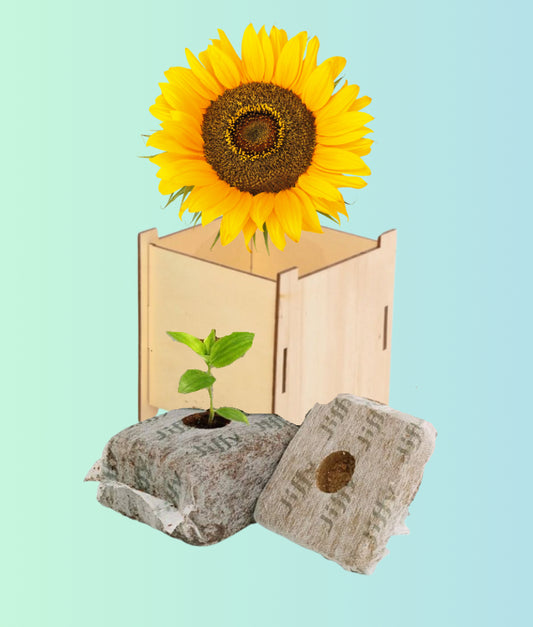 Grow Sunflower Kits for Care Homes